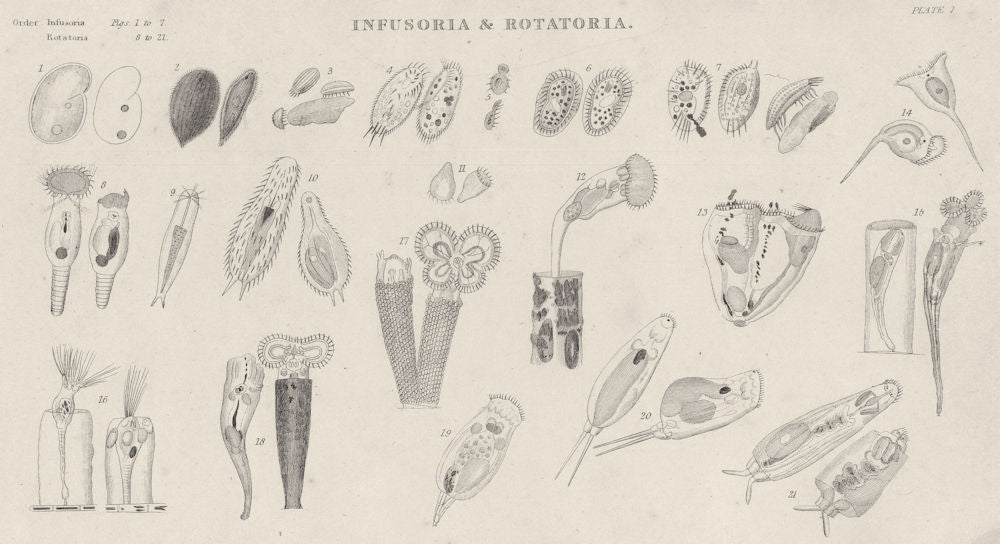 INFUSORIA ROTATORIA.Kolpoda,Ren;Ophryoglena,Acuminata;Oxytricha,Cicada 1860